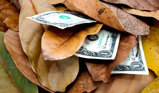Money in fall leaves